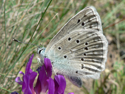 20110705_daphnis1