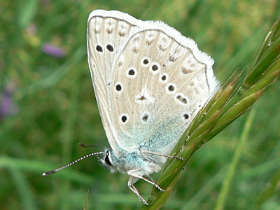 20110706_daphnis1