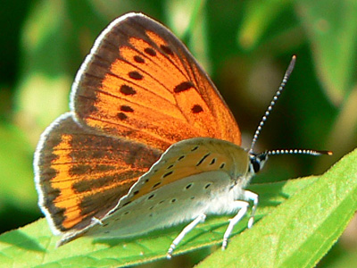 GrFeuerfalter05