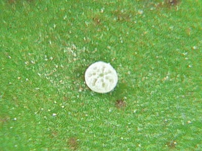 GrFeuerfalter30