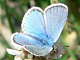 dorylas_ms2