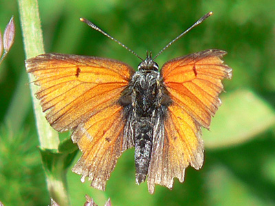 20110626_hippothoe5