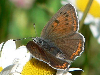 hippothoe01