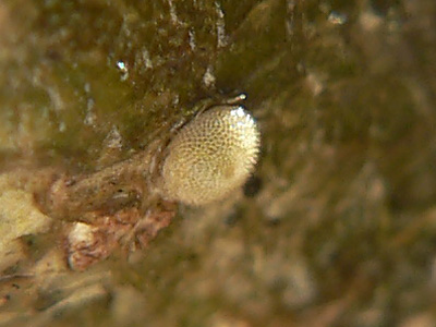 20111127_ilicis2