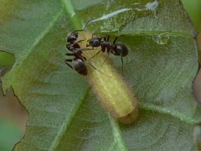 20120512_ilicis1