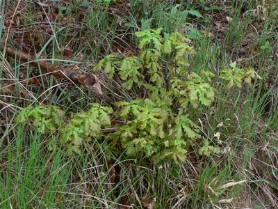 20120512_ilicis5