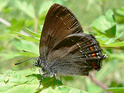 BrEichenzipfel2