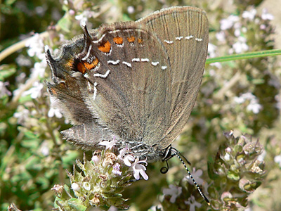 BrEichenzipfel3