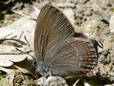 BrEichenzipfel6