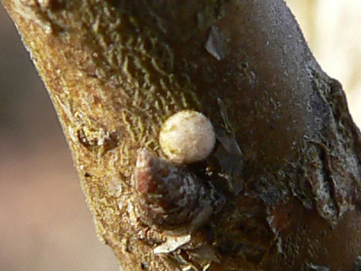 BrEichenzipfel7