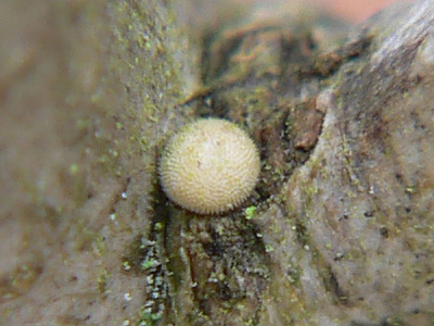 BrEichenzipfel8