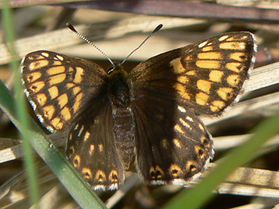 20110512_lucina1