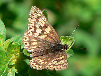 Schluessel_Wuerfel6