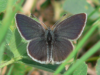 20110424_minimus