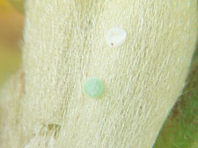 20110506_minimus