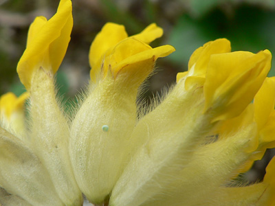 20110703_minimus2