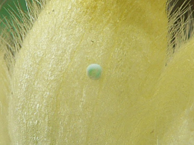 20110703_minimus3