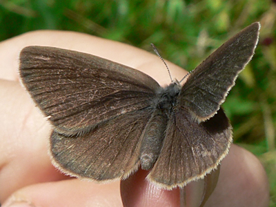 20120721_nausithous5
