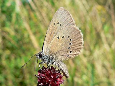Dkl_Wiesenknopf_Ameisen1