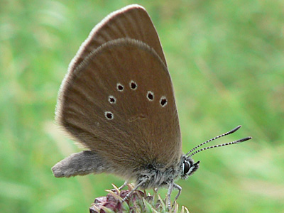 Dkl_Wiesenknopf_Ameisen10