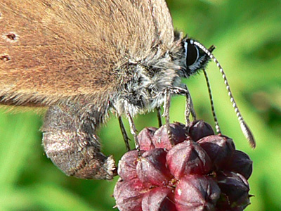 Dkl_Wiesenknopf_Ameisen26