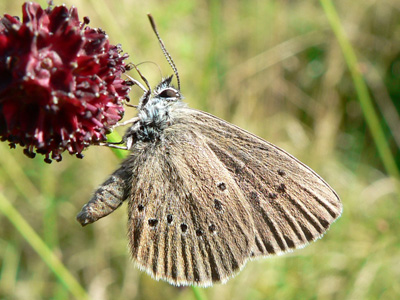 Dkl_Wiesenknopf_Ameisen3