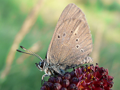 Dkl_Wiesenknopf_Ameisen5