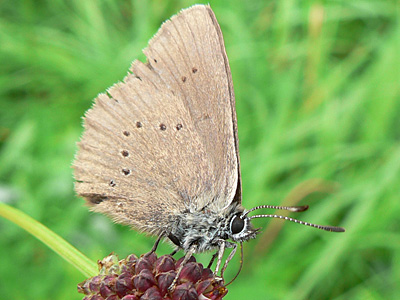 Dkl_Wiesenknopf_Ameisen7