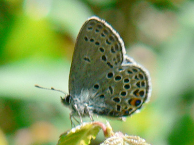 20110626_optilete