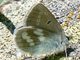 orbitulus_ms2_