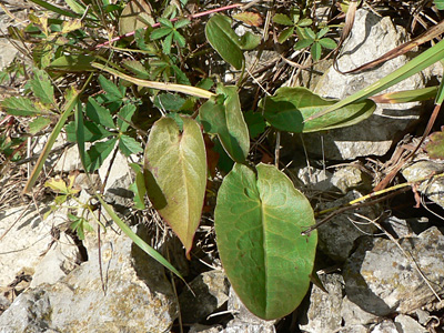 20111009_phlaeas1