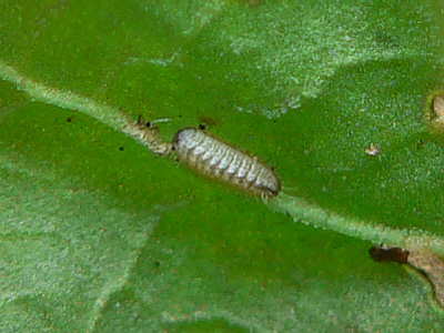 20111009_phlaeas2