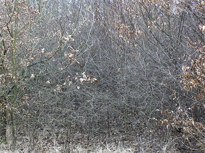 20120127_pruni5