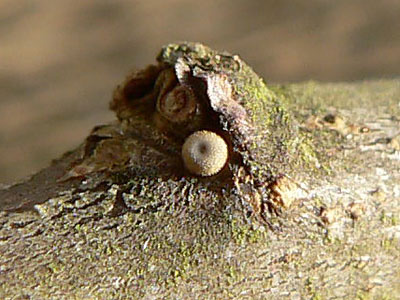 Pflaumenzipfel1