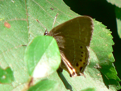 Pflaumenzipfel5