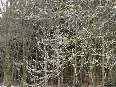 20120218_quercus2