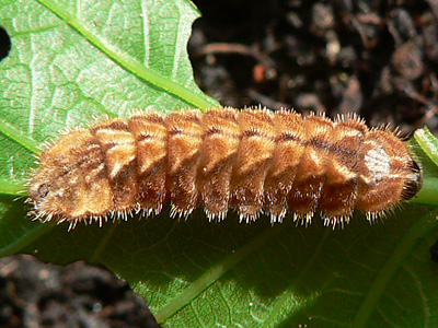 20130525_quercus