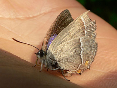 Bl_Eichenzipfel1