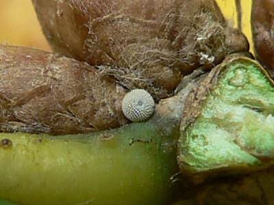 quercus01