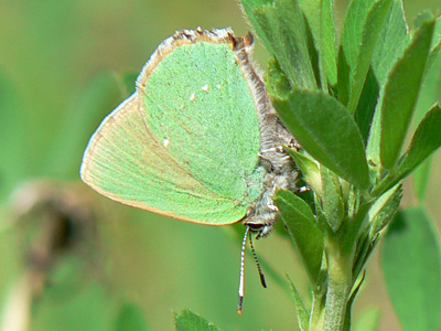 Brombeerzipfel10