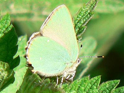 Brombeerzipfel8
