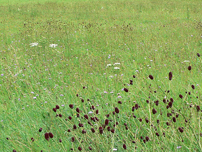 teleius_20080720