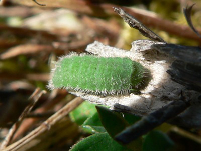 20120401_thersites2