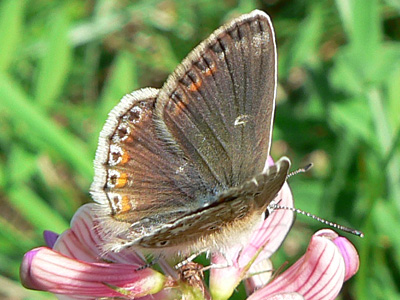 thersites34