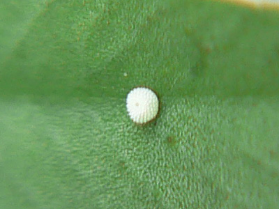 thersites35