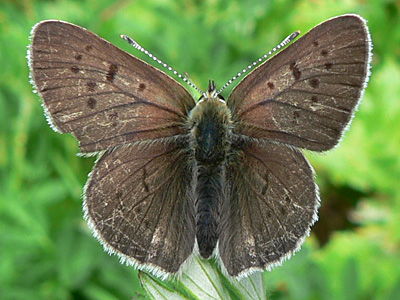 20110706_tityrus