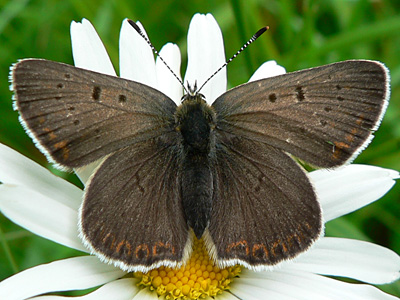 tityrus2_0625