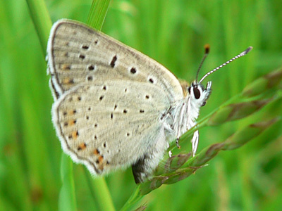 tityrus1_0625