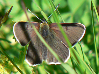 tityrus3_0627