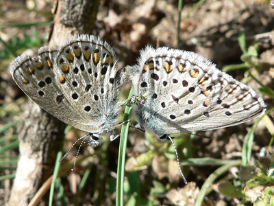 20110706_trappi3
